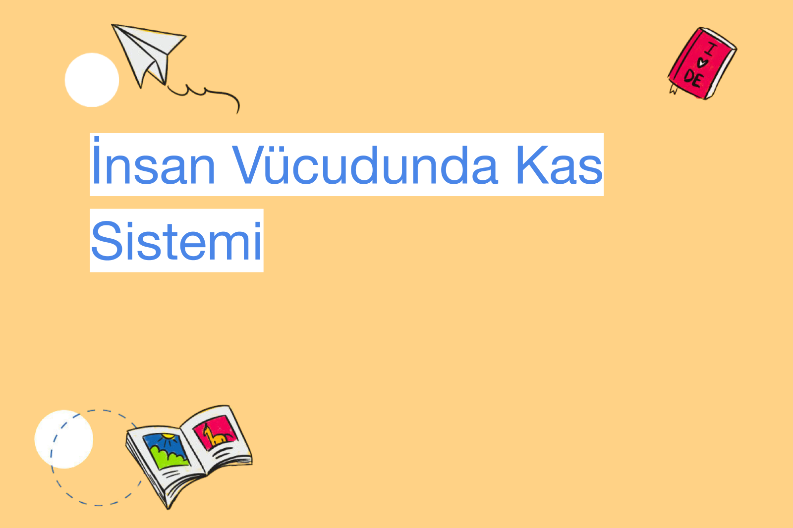İnsan Vücudunda Kas Sistemi